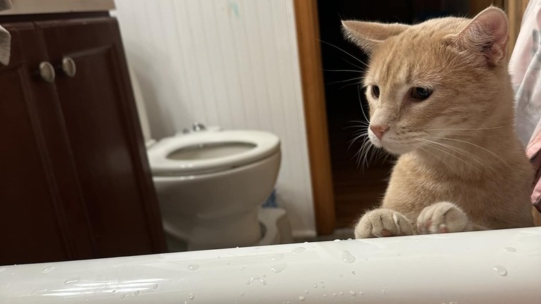 cat discovers bath tub.