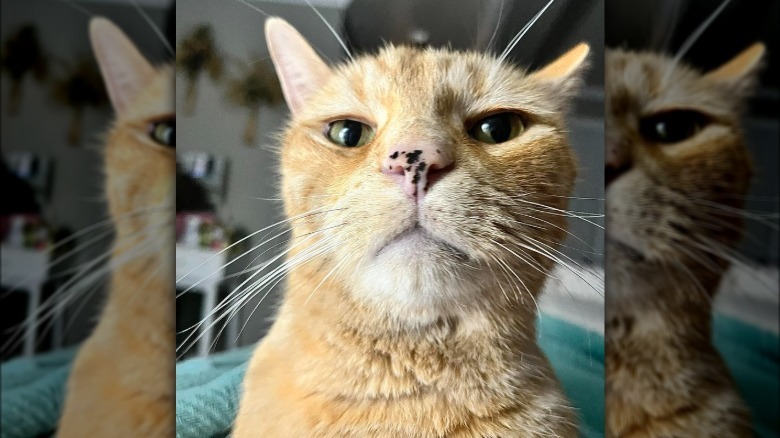 orange cat looks like actor Brendan Gleeson.