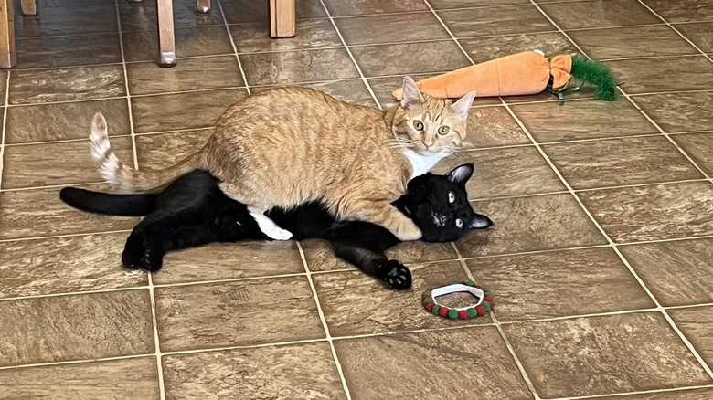 orange cat laying on top of black cat.