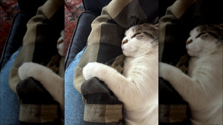 cat holding onto person's arm.