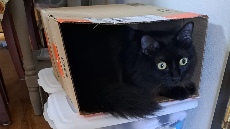 black cat sleeping in box.