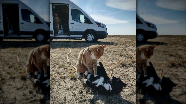 cats wrestling next to van.
