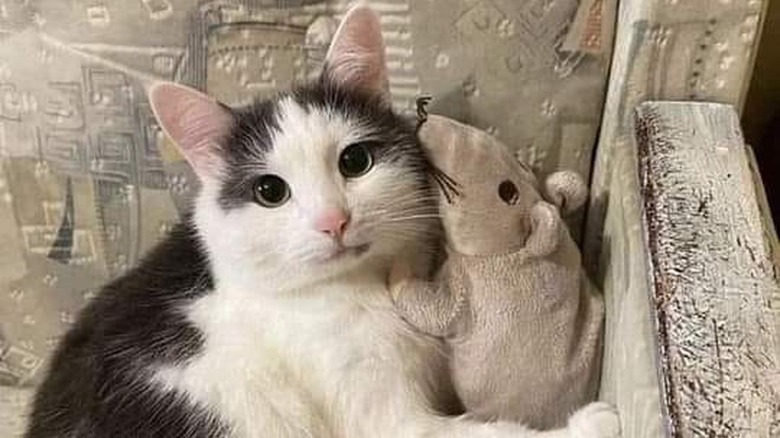 cat holding stuffed animal.