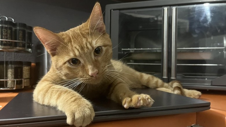 orange cat sleeping on laptop.