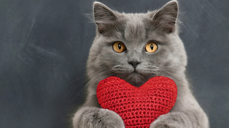 Cat holding a heart-shaped toy