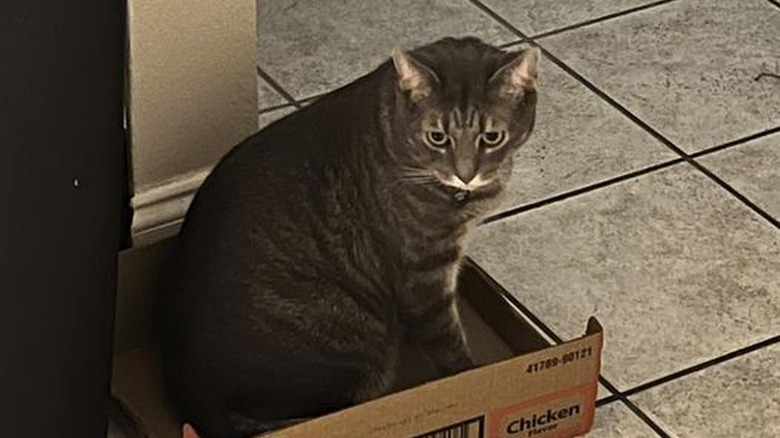 cat prefers ramen box to new toy.