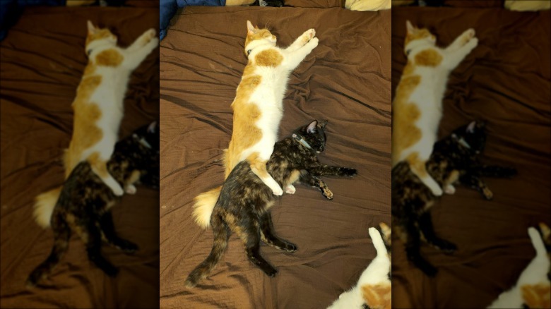 one cat riding a second cat.