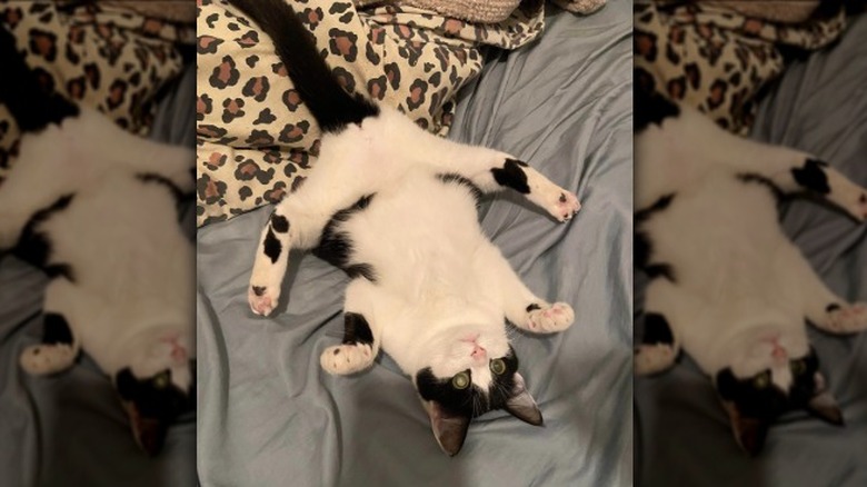 tuxedo cat sleeping on back.