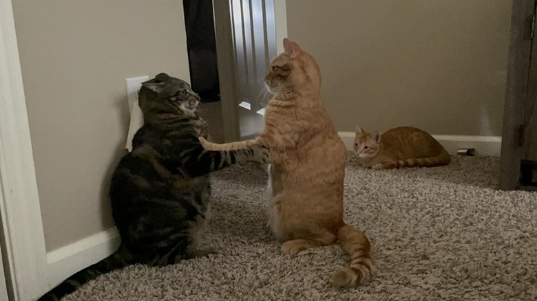cats pawing at each other.