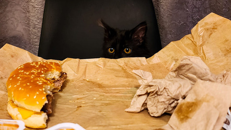 black cat staring at half-eaten burger.