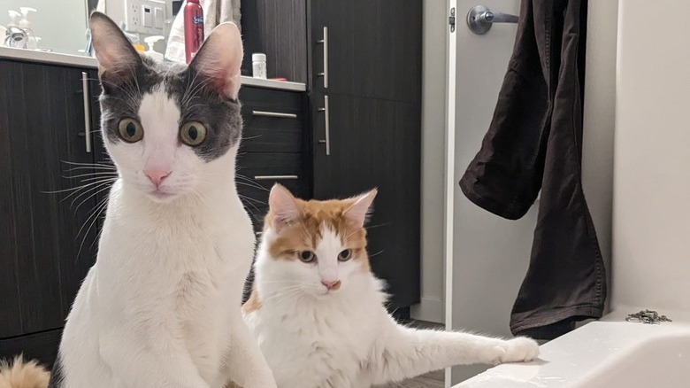 cats shocked by woman taking a bath.