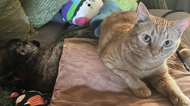 orange cat sleeping on heated blanket.