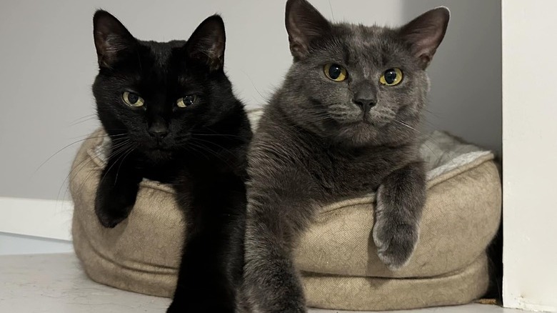 two cats sitting in the same bed.