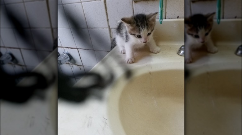 small kitten staring into big sink.