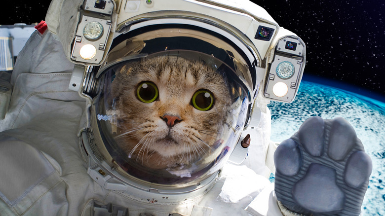 Cat astronaut