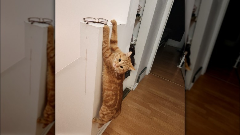 orange cat clinging to ledge.