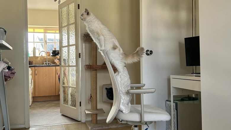 white cat springing forward and "moldoing" to the back of office chair.