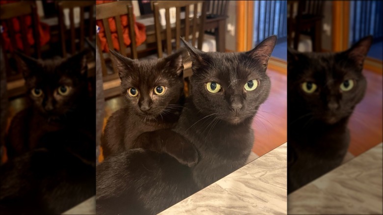 black cat hugging other black cat.