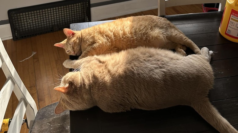 orange cats sunning next to window.