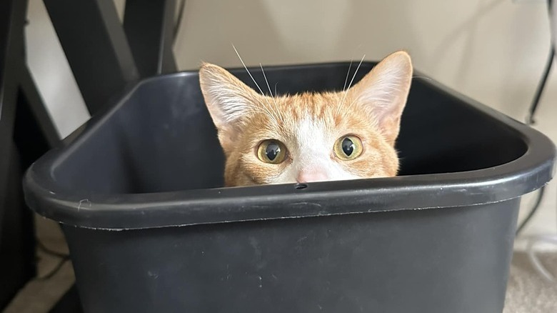 cat hiding in trash bucket.