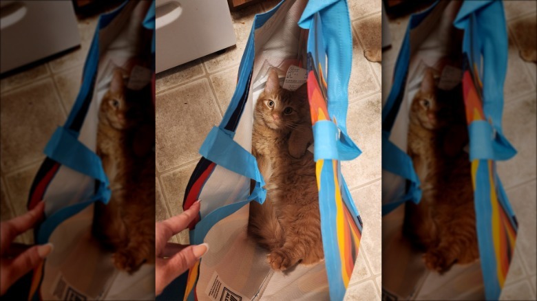 orange cat in Aldi shopping bag.