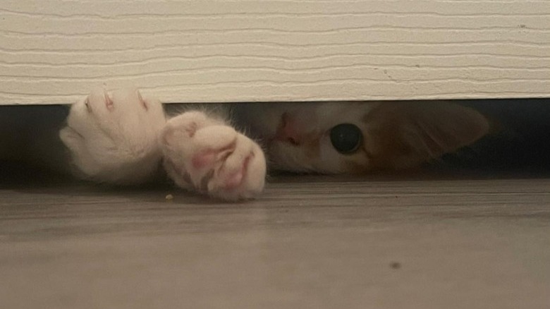 cat reaching under door.