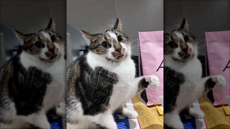 derpy cat.