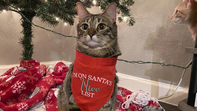 cat is on santa's naughty list.
