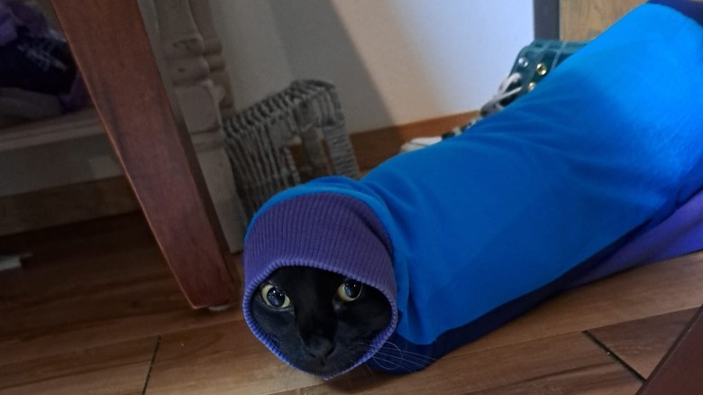 cat crawls into coat sleeve.