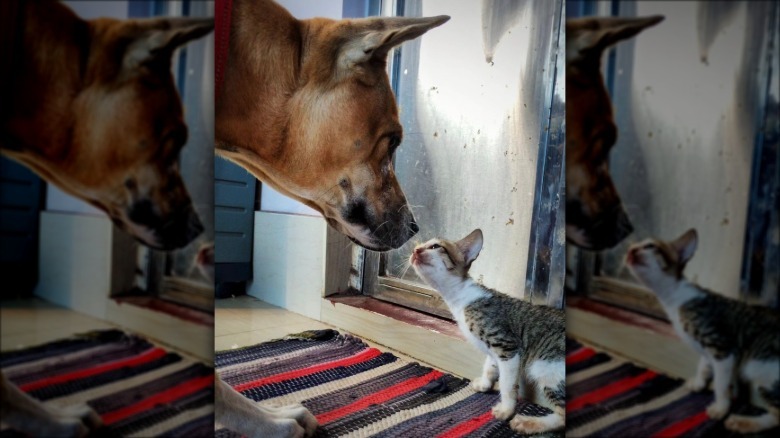 a big dog and tiny cat looking at each other in profile.