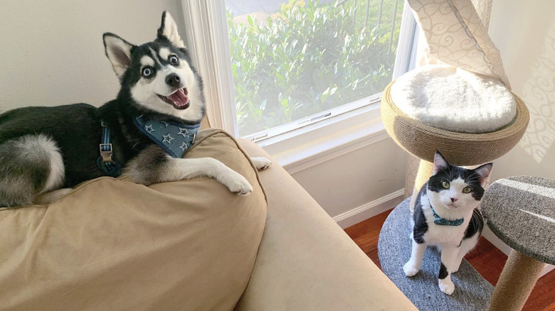 a dog and cat sitting opposite each other in a living room.