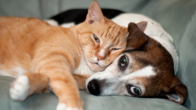 Cat and dog on the couch