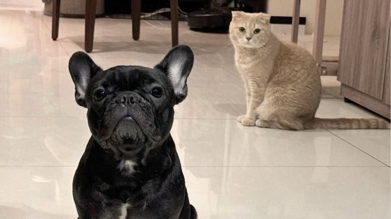 a french bulldog in the foreground with a cat in the background.