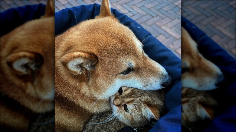 a dog cuddled up close with a cat.