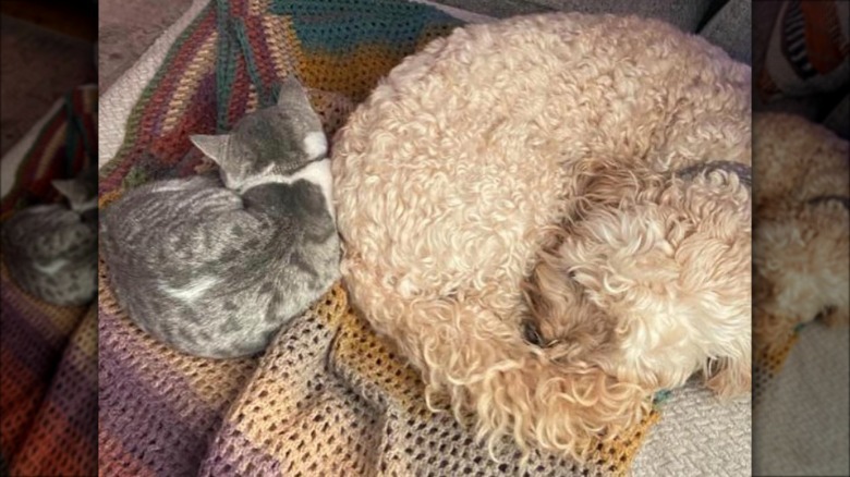 a dog and cat curled up opposite each other.