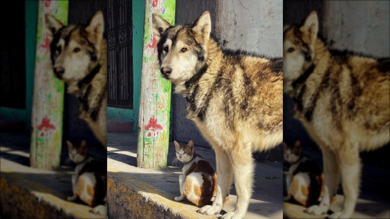 a big dog standing over a smaller cat.