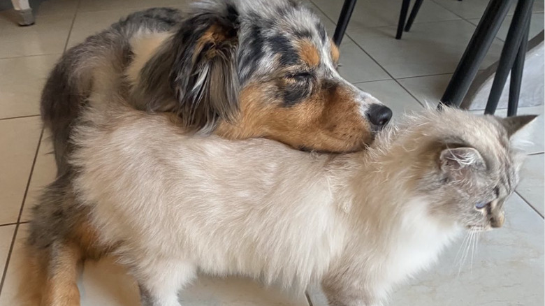 a dog resting its snout on a cat's back.