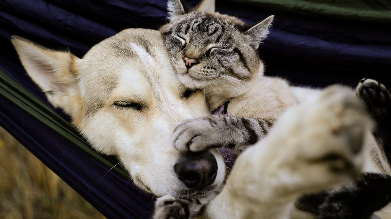 a cat and dog cuddled up on a hammock.