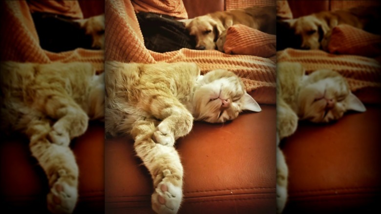 a dog and cat comfortably napping on a couch.