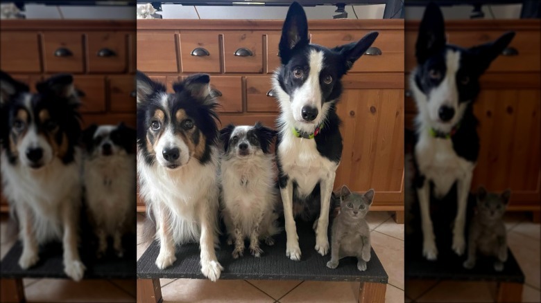 three dogs and a tiny cat sitting in a row.
