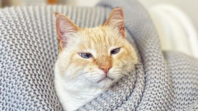 cat celebrates the cozy lifestyle 24-7-365.