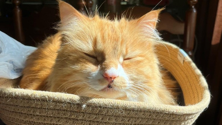 orange cat sleeps in basket in sunny spot.