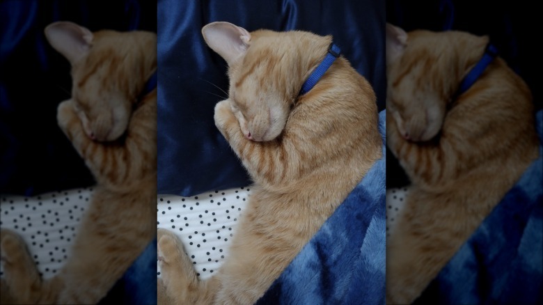 orange cat sleeping so hard.