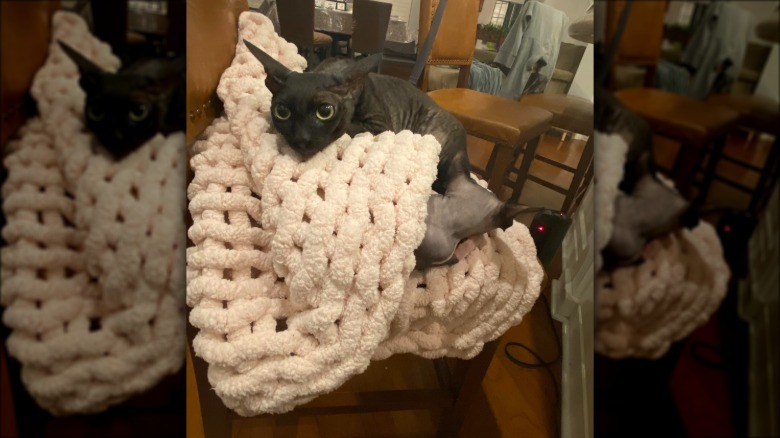 hairless cats in Arizona need blankets because they are cold