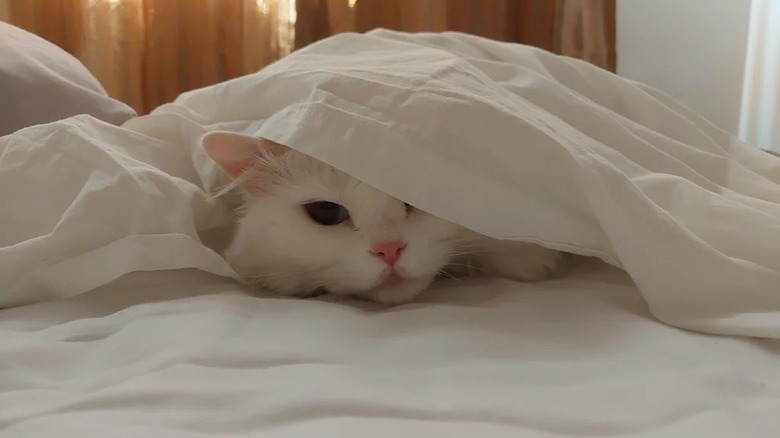 cat sleeps under blanket even on hot days