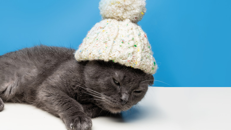 Cat wearing a beanie