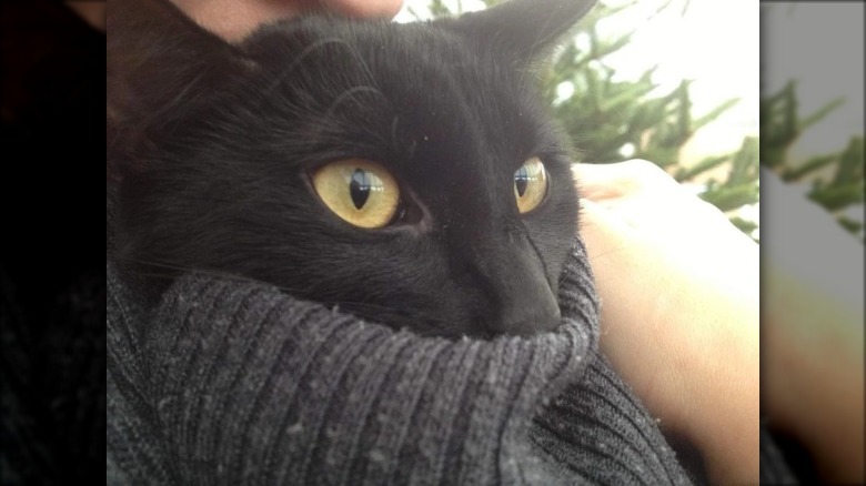 cat crawls inside woman's sweater for cuddles