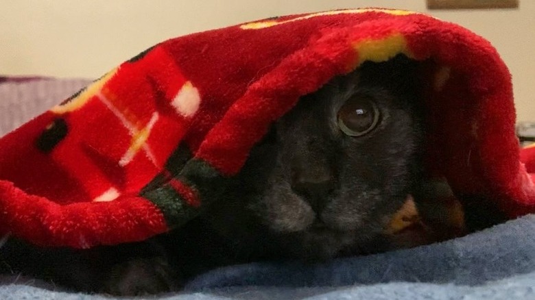 cat under blanket peers out to see what's happening.
