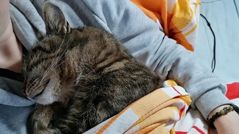 cat wants to snuggle with human on snowy day