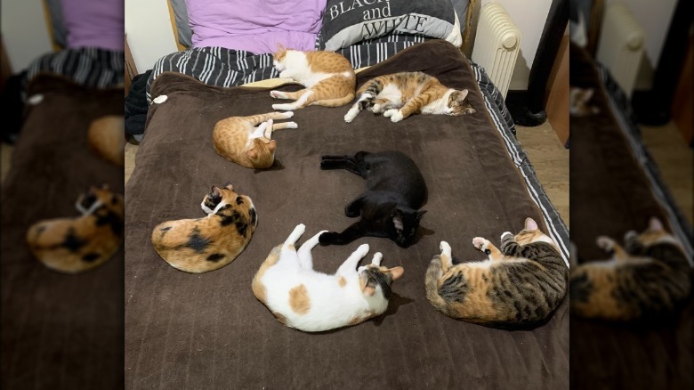 7 cats claim all the space on the bed whn person turns on electric blanket.
